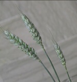 Frumento o Grano