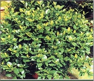 Gardenia