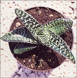 Gasteria