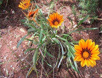 Gazania