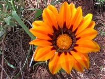 Gazania