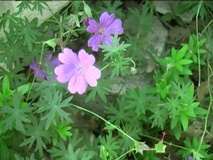 Geranium tuberosum