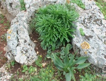 Giglio bianco