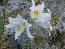 Giglio bianco