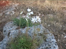 Giglio bianco