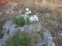 Giglio bianco