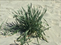 Giglio marino