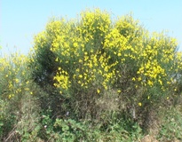 Ginestra di Spagna