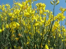 Ginestra di Spagna