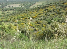 Ginestra spinosa