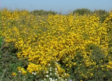 Ginestra spinosa