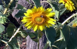 Girasole