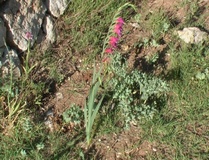 Gladiolo dei campi
