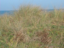 Gramigna delle spiagge