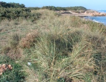 Gramigna delle spiagge