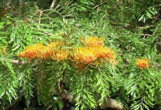 Grevillea