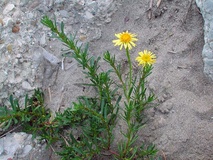 Inula crithmoides