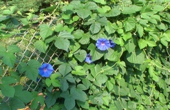 Ipomea grandiflora