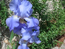 Iris barbate