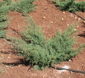 Juniperus pfizeriana aurea