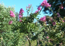 Lagerstroemia