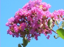 Lagerstroemia