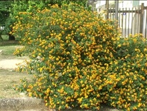 Lantana camara