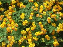 Lantana camara