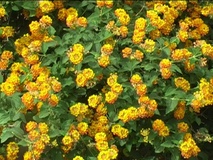 Lantana camara