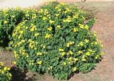 Lantana camara