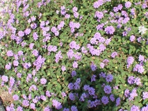 Lantana selowiana