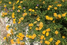 Lantana selowiana