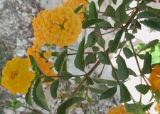 Lantana selowiana