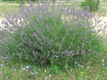 Lavanda