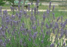 Lavanda