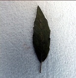 Leccio