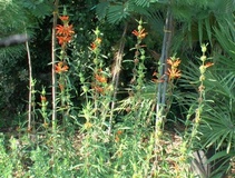 Leonotis