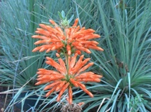 Leonotis