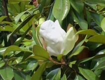 Magnolia