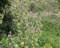 Malva reale L.