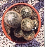 Mammillaria