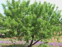 Mandorlo