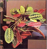 Maranta