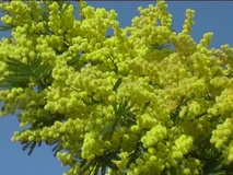 Mimosa