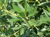 Myoporum