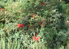 Nandina domestica