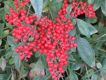 Nandina domestica