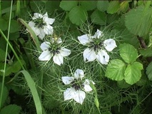 Nigella