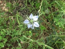 Nigella