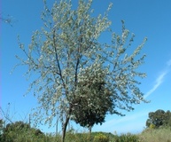 Olivo di Boemia